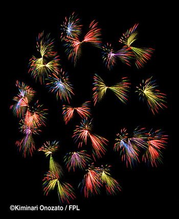 floral shell of shells_butterflies